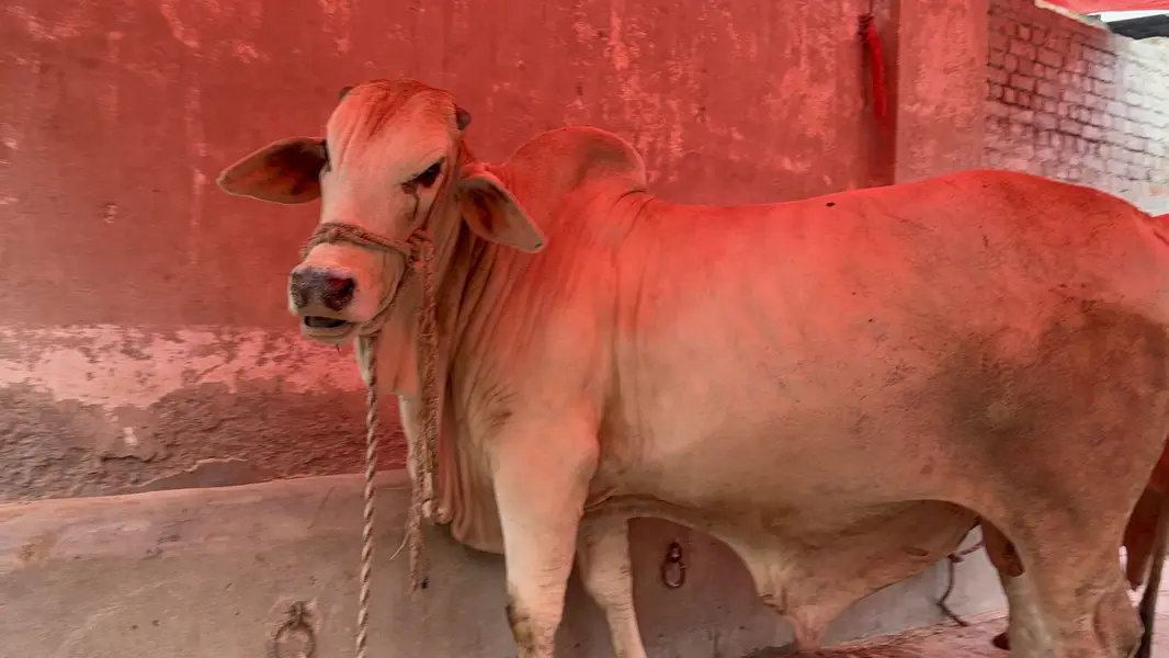 Qurbani 2027 — photo 3