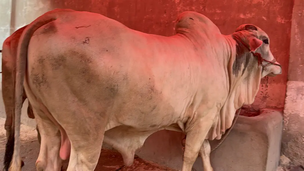 Qurbani 2027 — photo 4