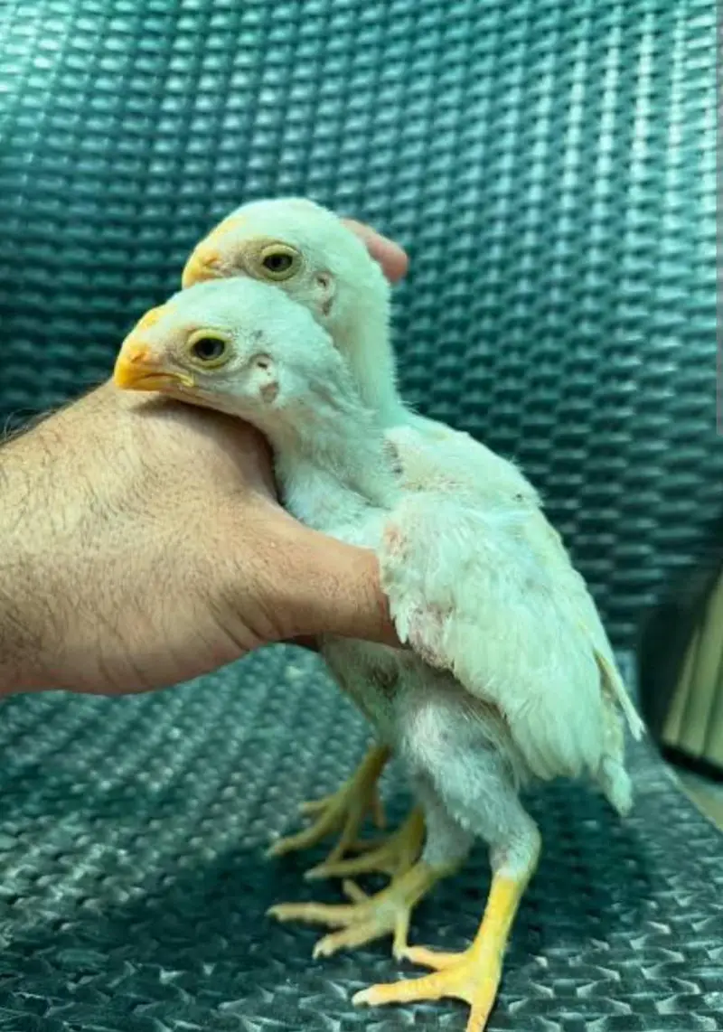 Indea. parrot beak long tail aseel impoted quality