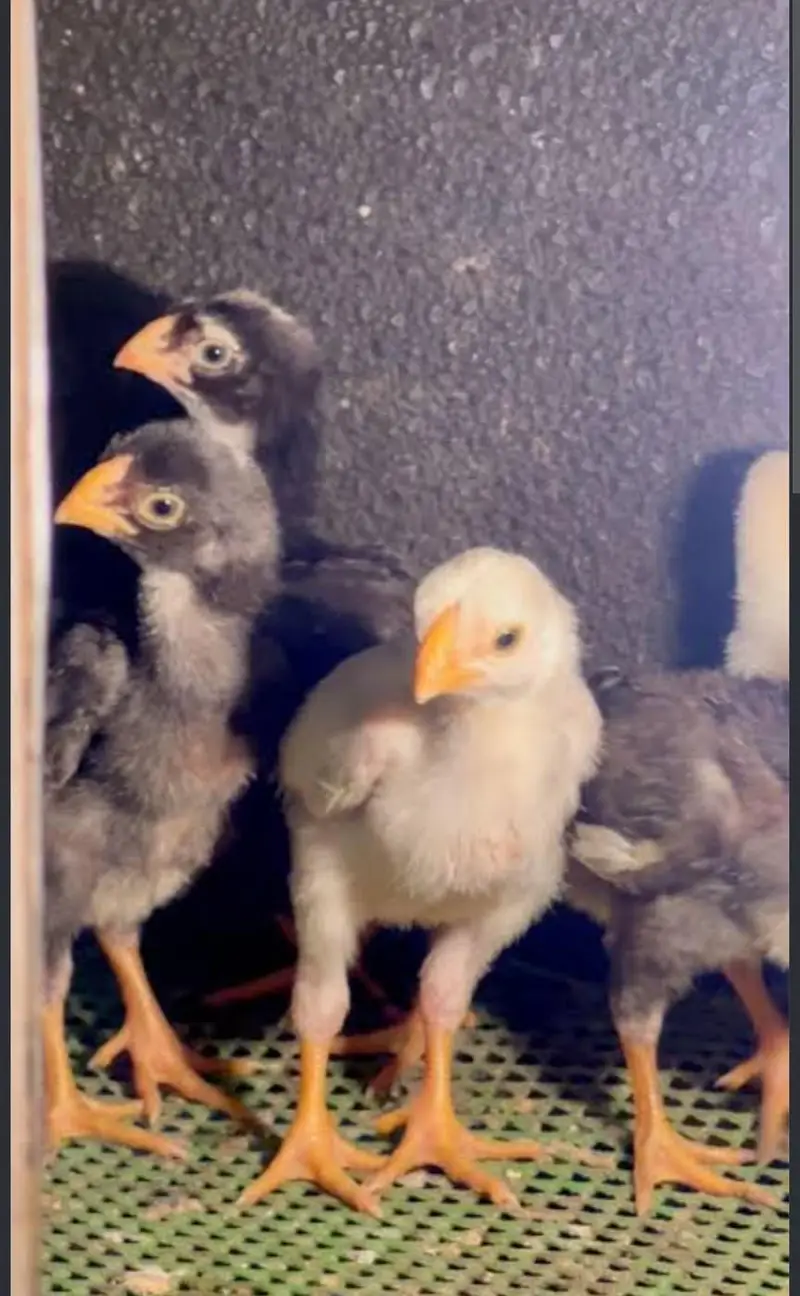 Indea. parrot beak long tail aseel impoted quality — photo 3