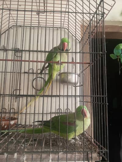 kashmiri raw parrot