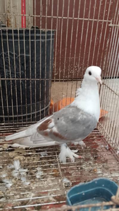 Karbalai breeder pairs for sale
