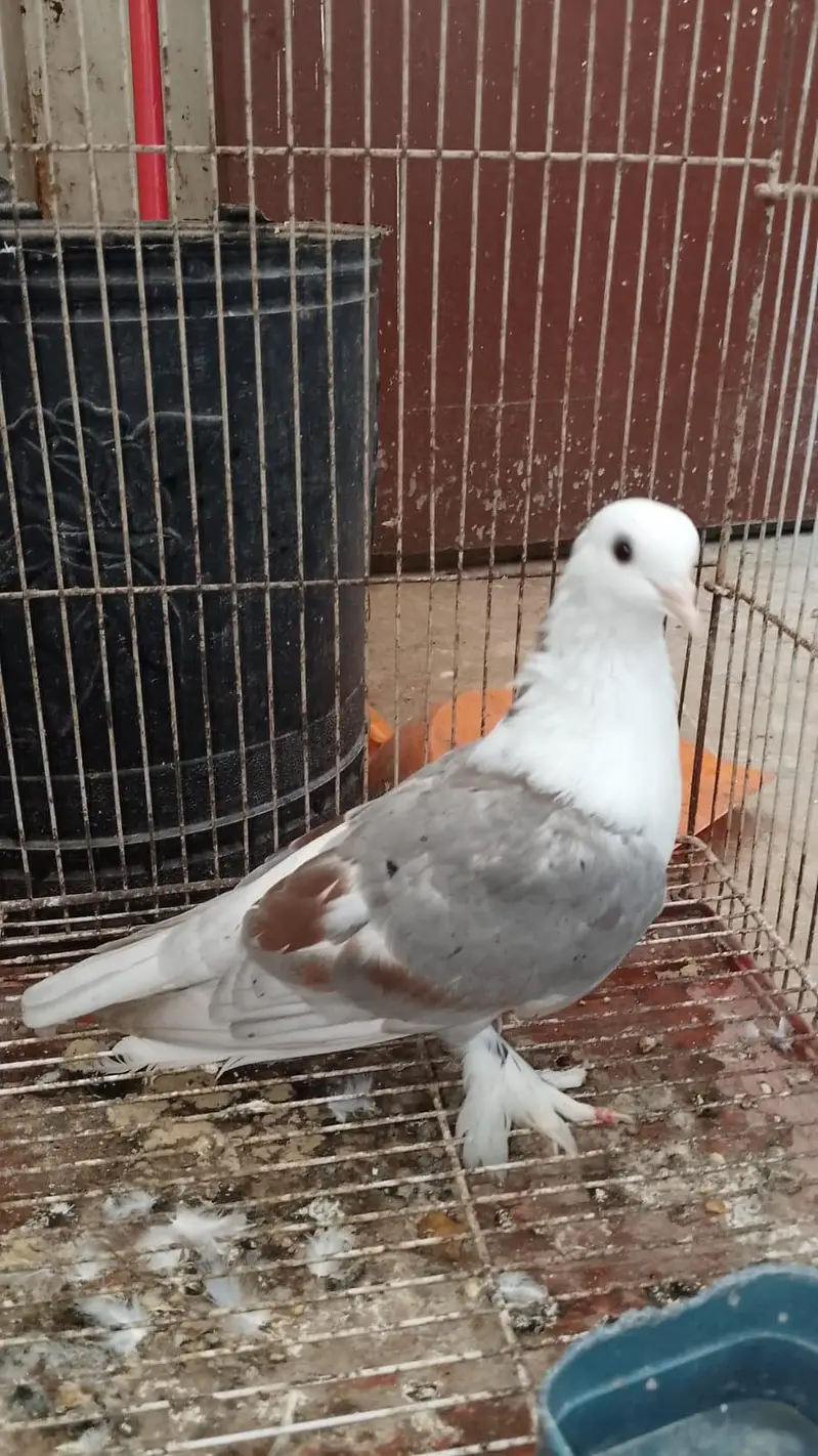 Karbalai breeder pairs for sale — photo 2