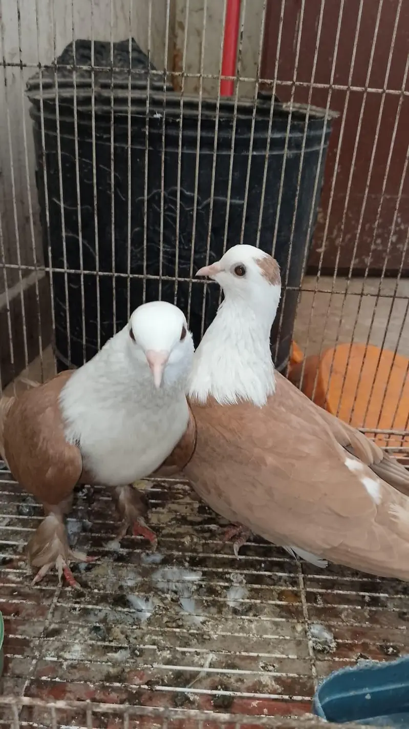Karbalai breeder pairs for sale — photo 3
