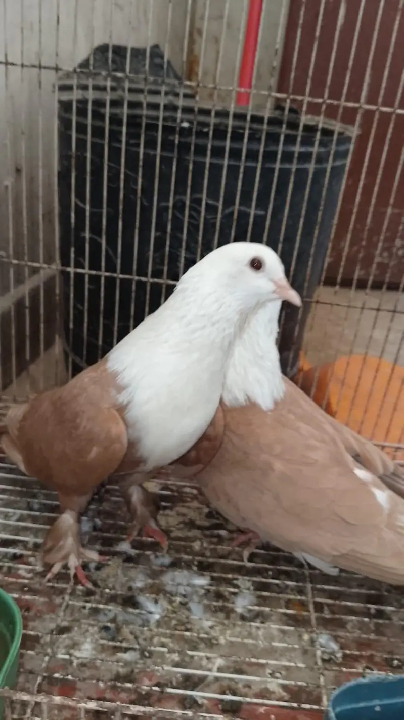 Karbalai breeder pairs for sale — photo 4