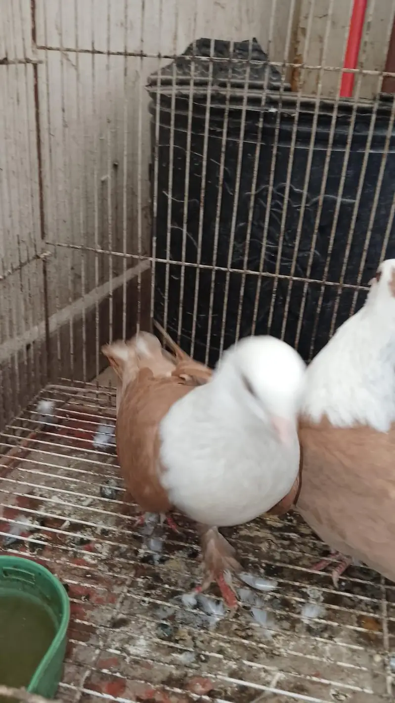 Karbalai breeder pairs for sale — photo 5