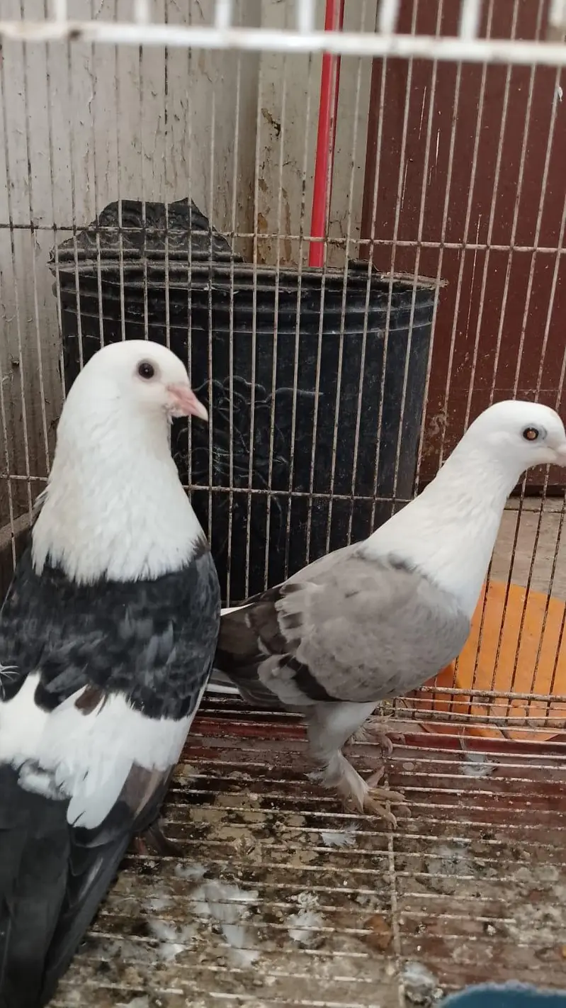Karbalai breeder pairs for sale — photo 6