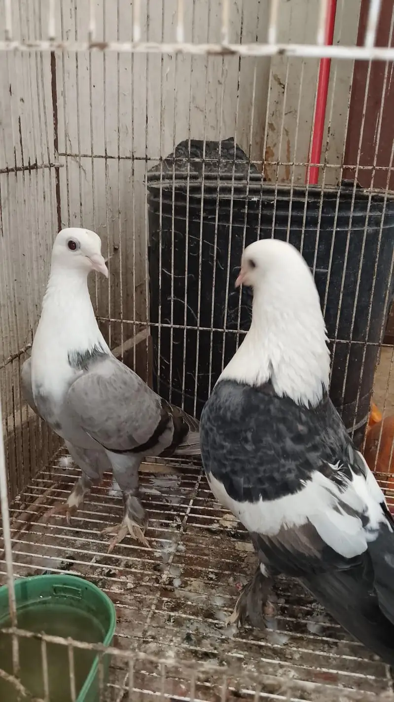 Karbalai breeder pairs for sale — photo 7