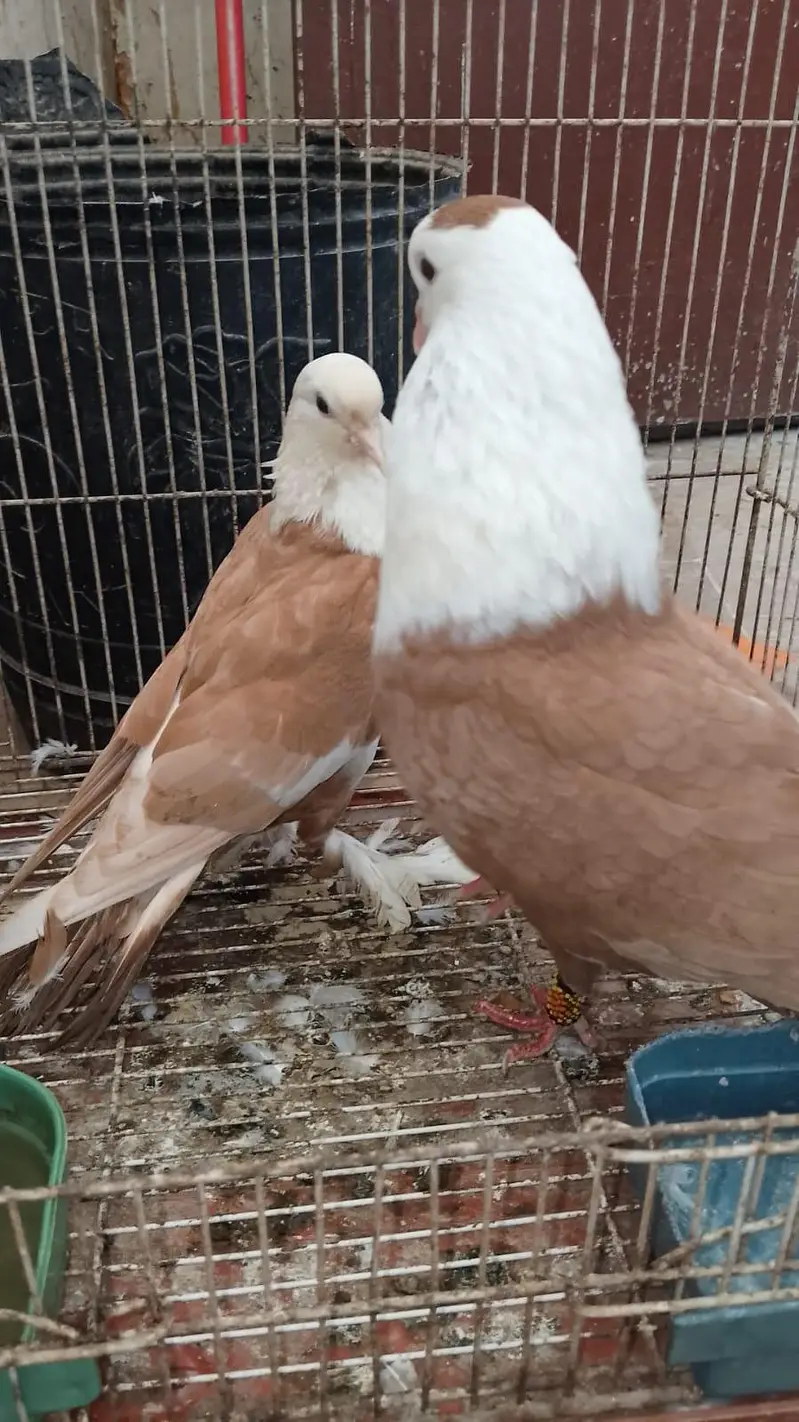 Karbalai breeder pairs for sale — photo 8
