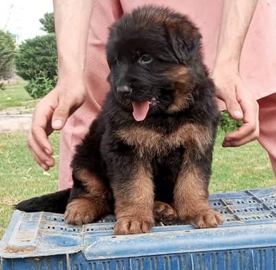 German puppy long cot