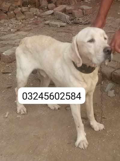 for sale