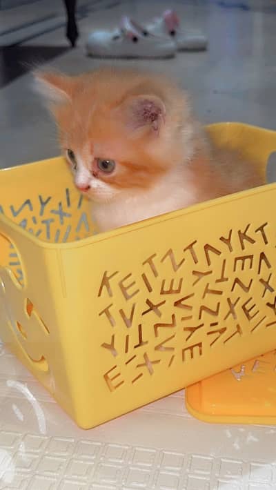 Persian cat for sale