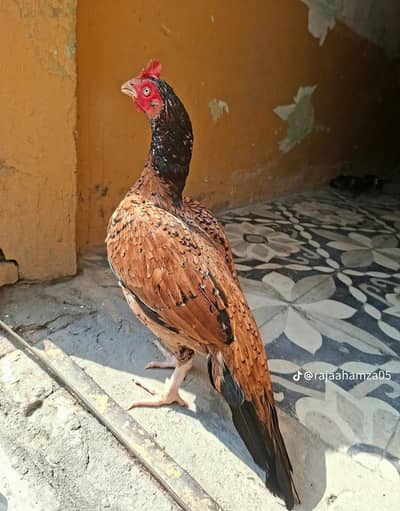 Aseel murgi mianwali for sale