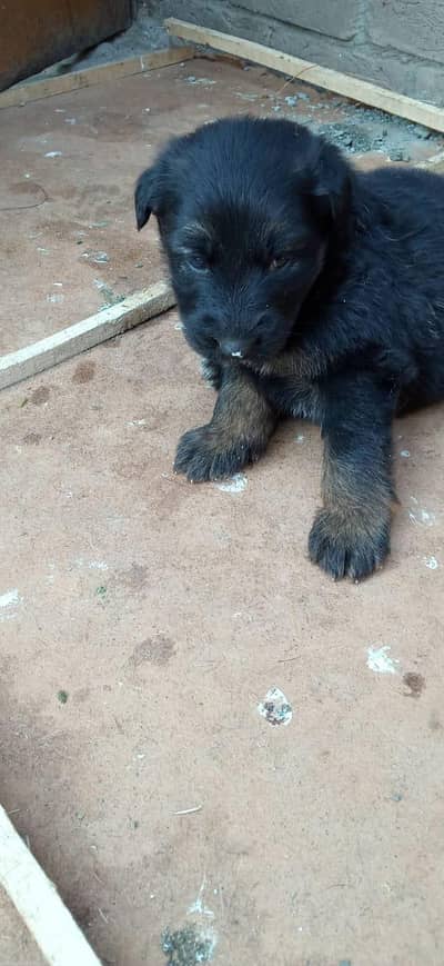 German Shepherd pappi double code black marks pretty green parents