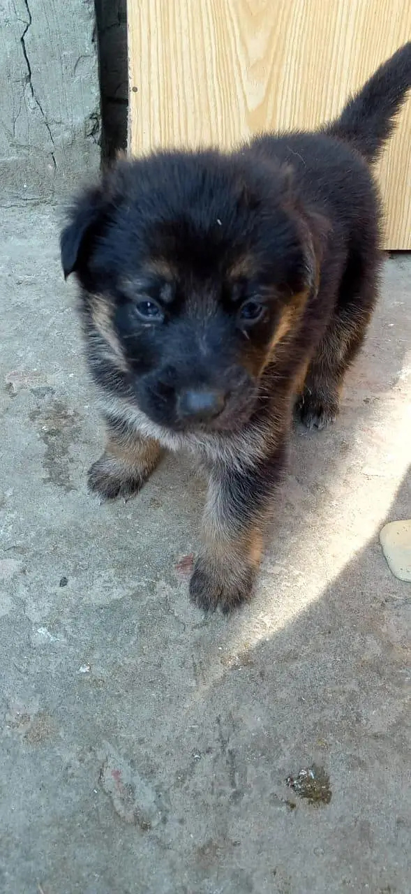 German Shepherd pappi double code black marks pretty green parents — photo 2