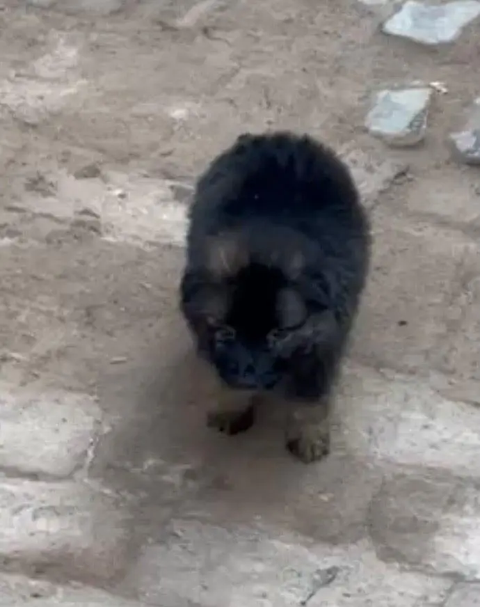 German Shepherd pappi double code black marks pretty green parents — photo 4