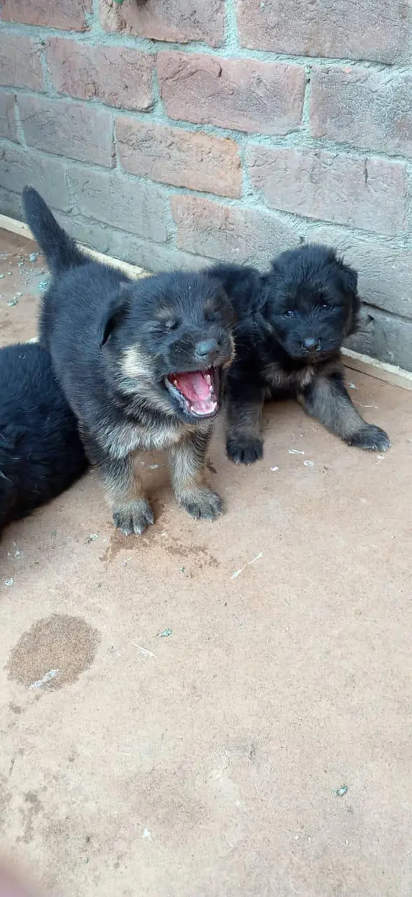 German Shepherd pappi double code black marks pretty green parents — photo 5