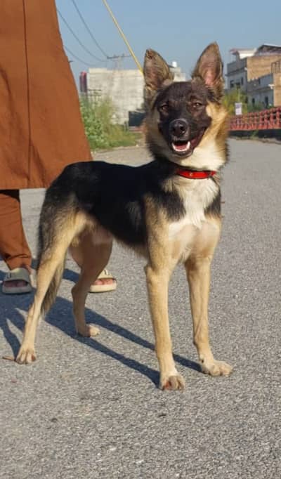 German shepherd Male Single Coat Male Gsd for sale