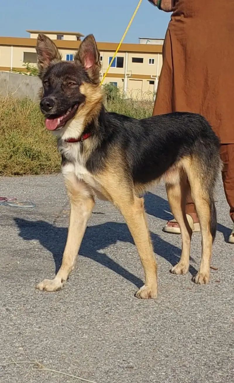 German shepherd Male Single Coat Male Gsd for sale — photo 2