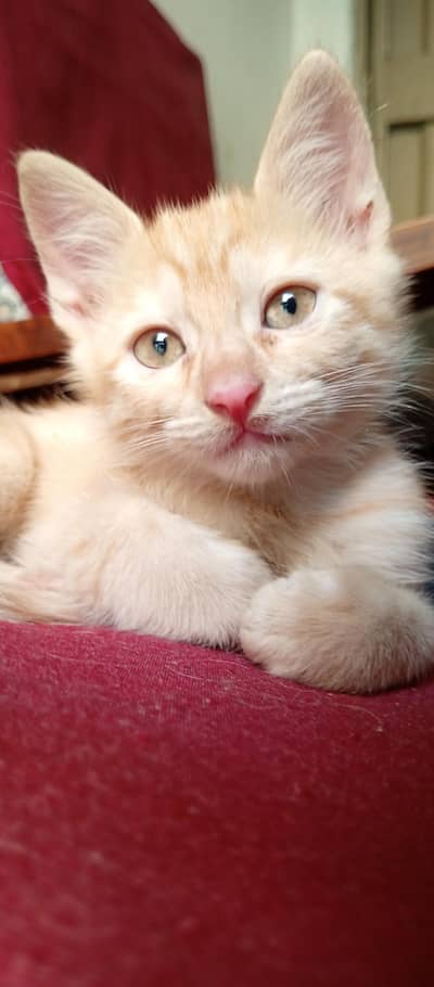 Beautiful Kittens for Sale – 2 Orange Males & 2 Female Kittens