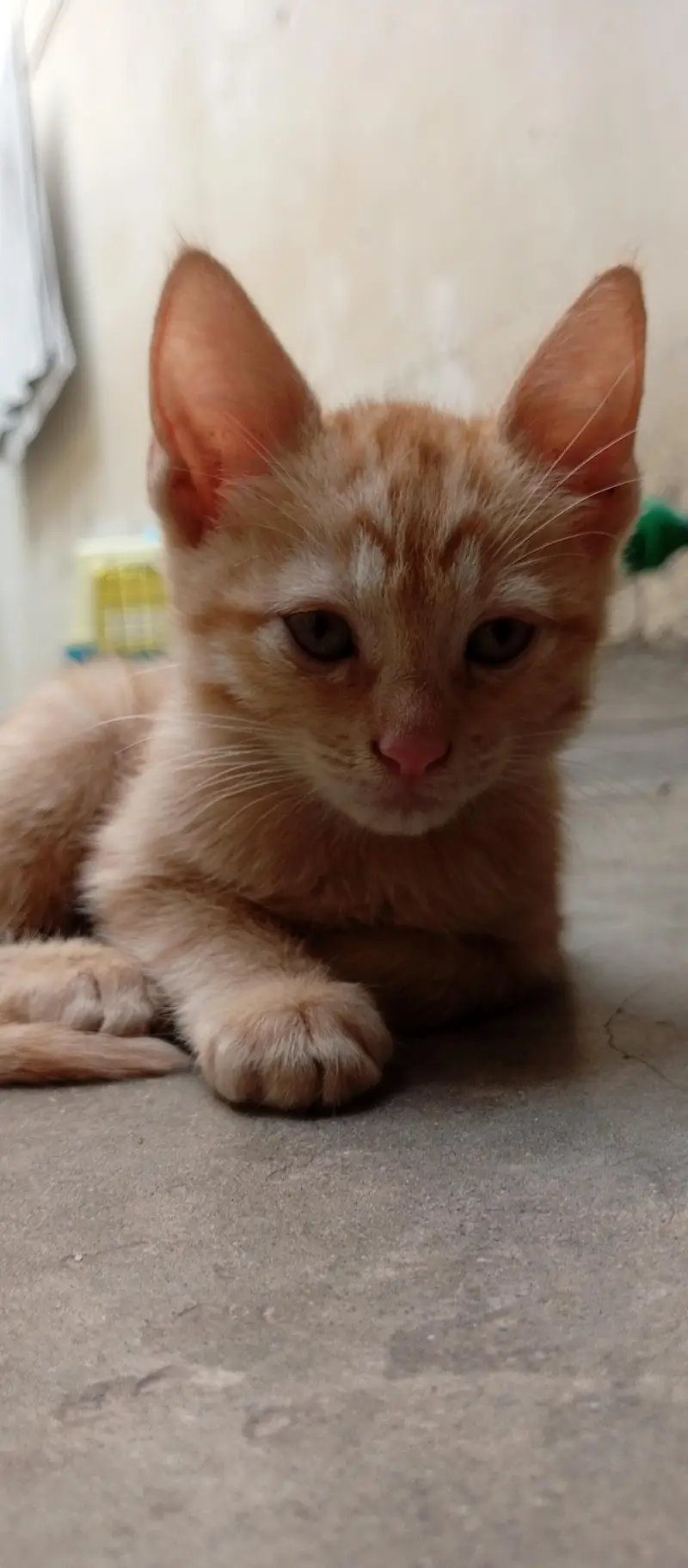 Beautiful Kittens for Sale – 2 Orange Males & 2 Female Kittens — photo 2