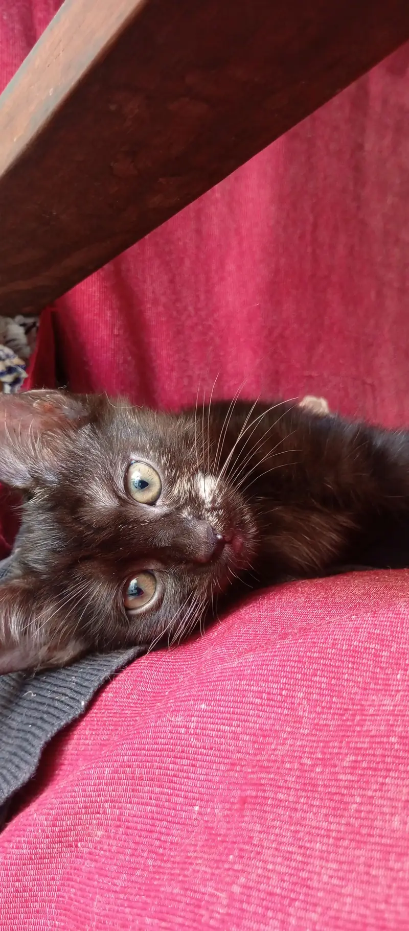 Beautiful Kittens for Sale – 2 Orange Males & 2 Female Kittens — photo 3