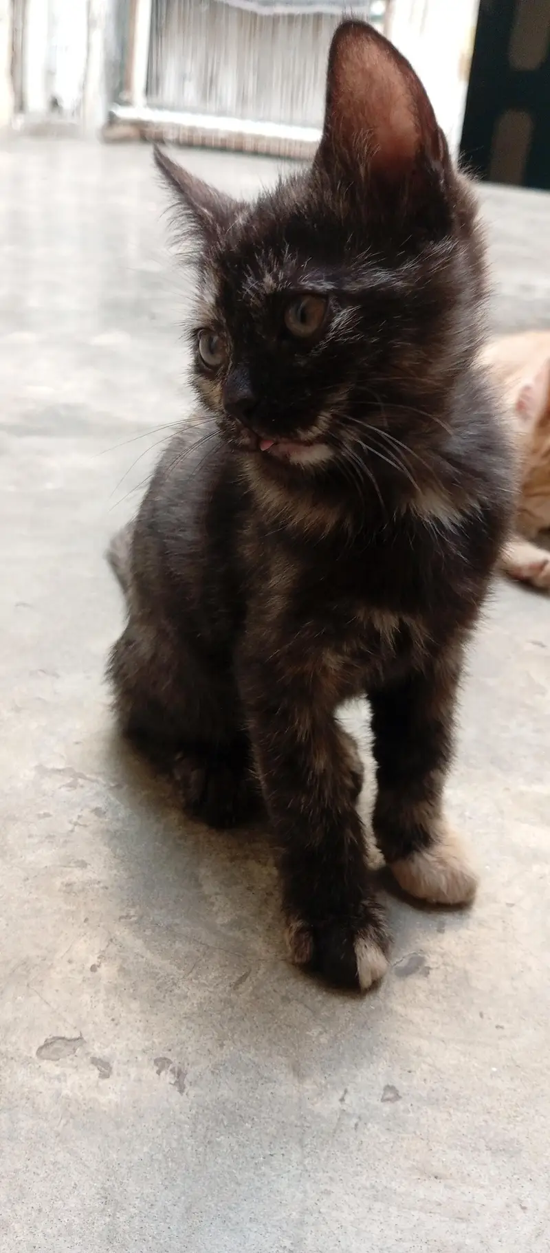 Beautiful Kittens for Sale – 2 Orange Males & 2 Female Kittens — photo 4