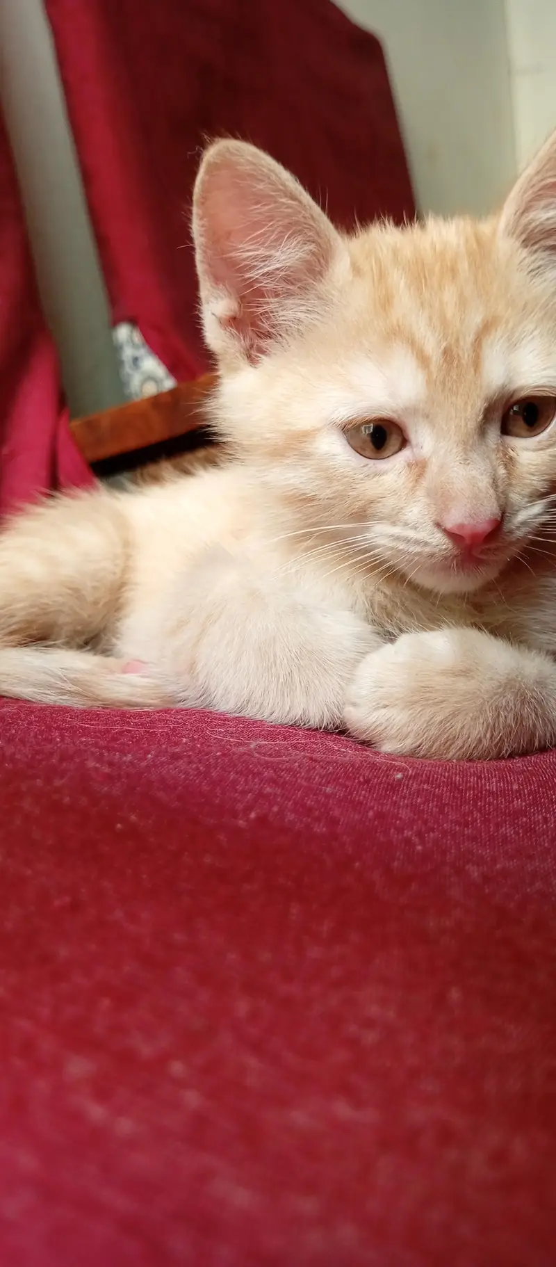 Beautiful Kittens for Sale – 2 Orange Males & 2 Female Kittens — photo 5