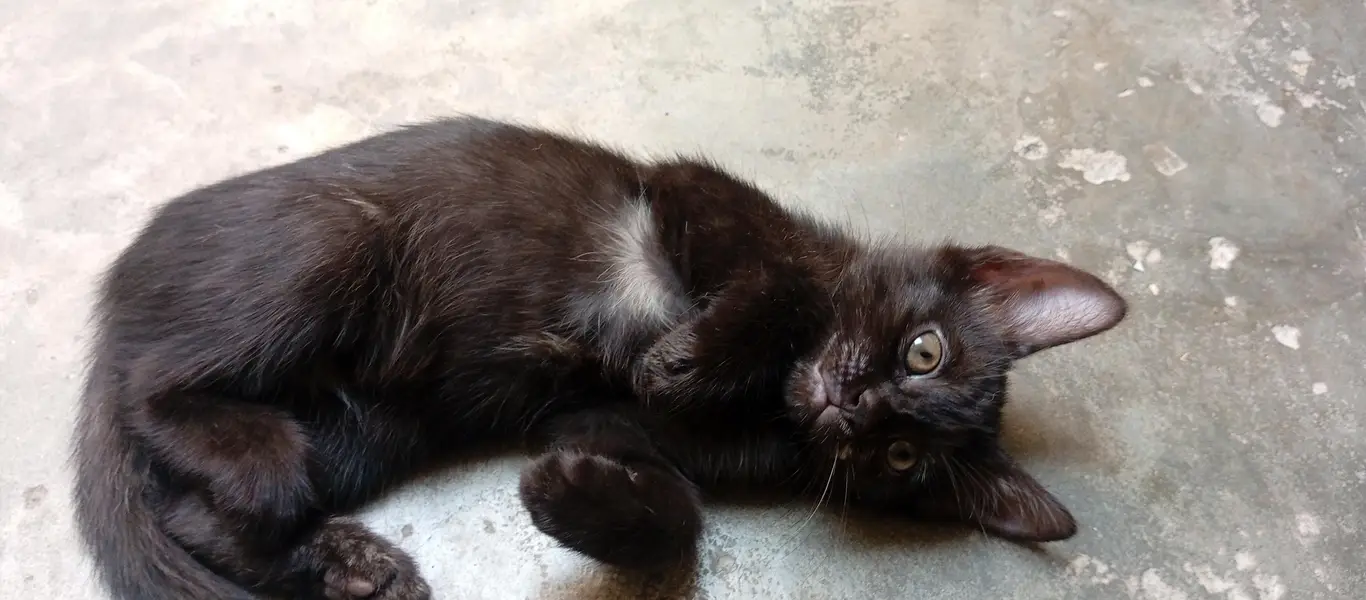 Beautiful Kittens for Sale – 2 Orange Males & 2 Female Kittens — photo 6