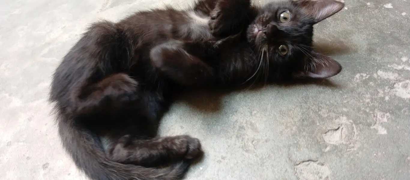 Beautiful Kittens for Sale – 2 Orange Males & 2 Female Kittens — photo 7