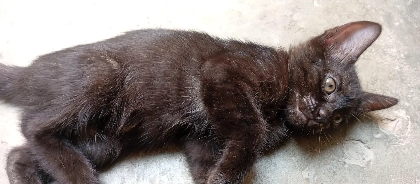 Beautiful Kittens for Sale – 2 Orange Males & 2 Female Kittens — photo 8