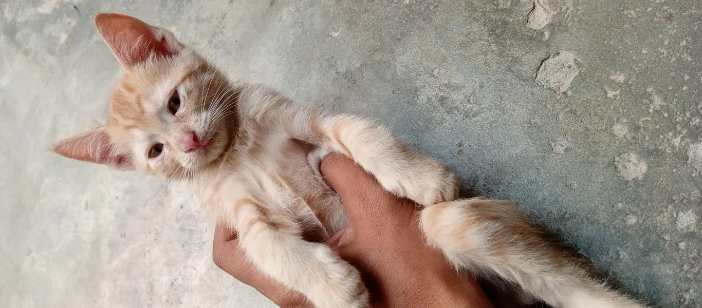 Beautiful Kittens for Sale – 2 Orange Males & 2 Female Kittens — photo 9
