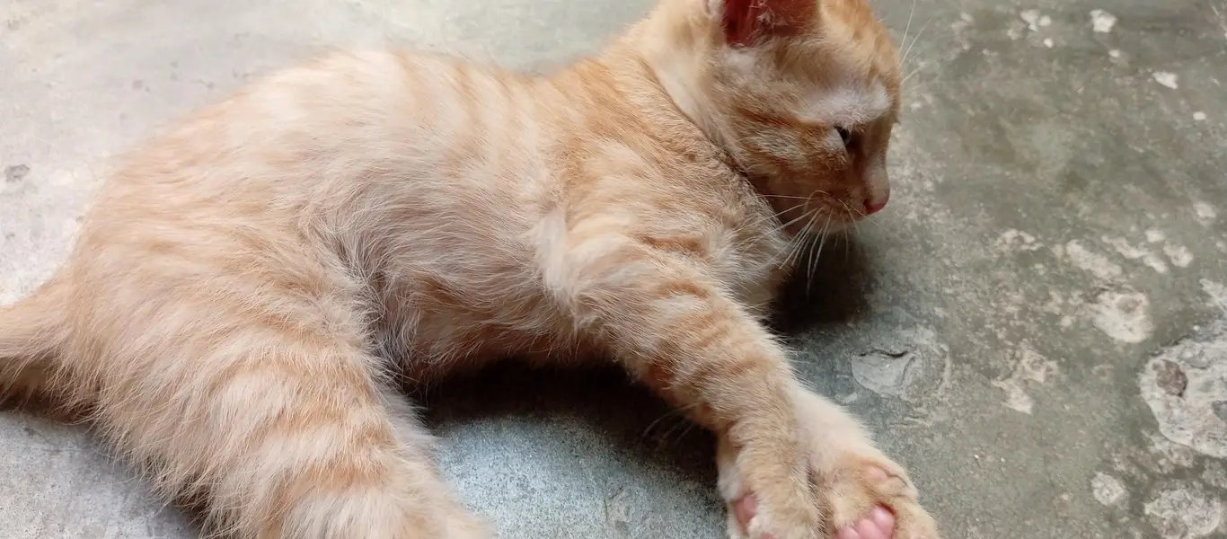 Beautiful Kittens for Sale – 2 Orange Males & 2 Female Kittens — photo 10