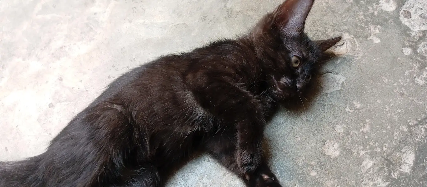 Beautiful Kittens for Sale – 2 Orange Males & 2 Female Kittens — photo 11