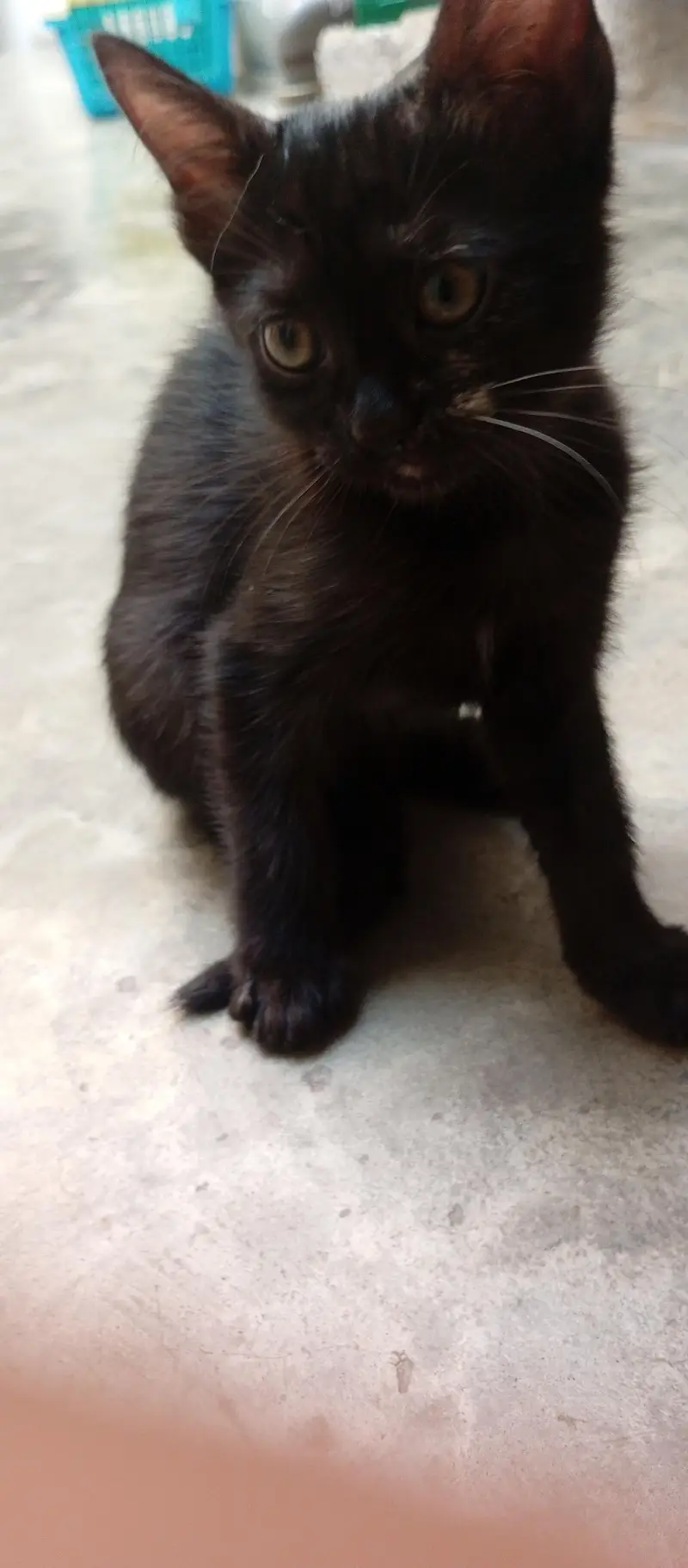 Beautiful Kittens for Sale – 2 Orange Males & 2 Female Kittens — photo 12
