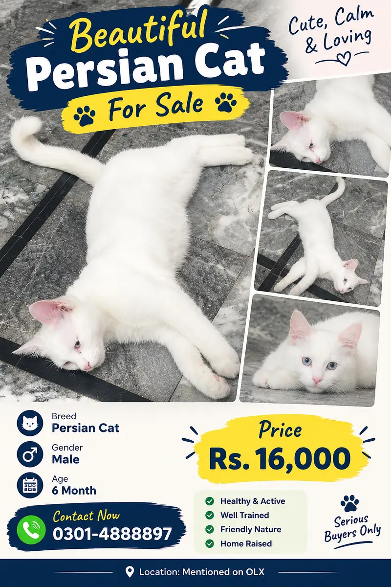 Beautiful White Persian Cat for Sale – Male, 6 Months