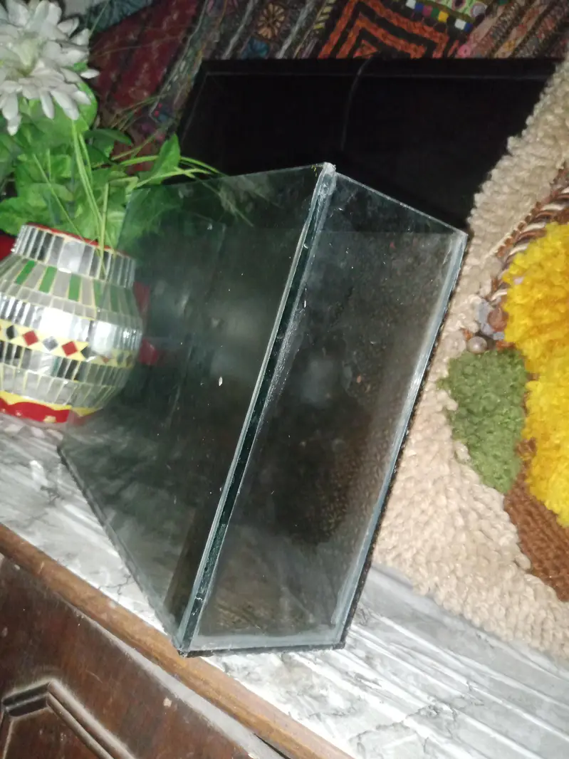Aquarium with 2 guppies — photo 2
