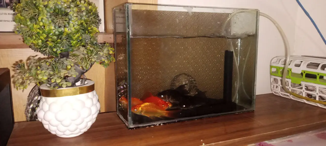 Aquarium with 2 guppies — photo 3