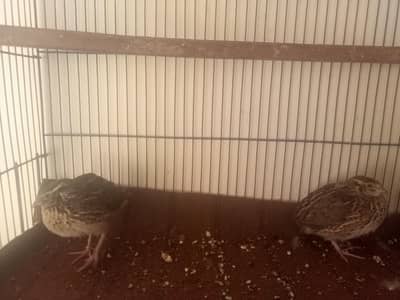 1 pir batair and one young pejion for sale plz read description