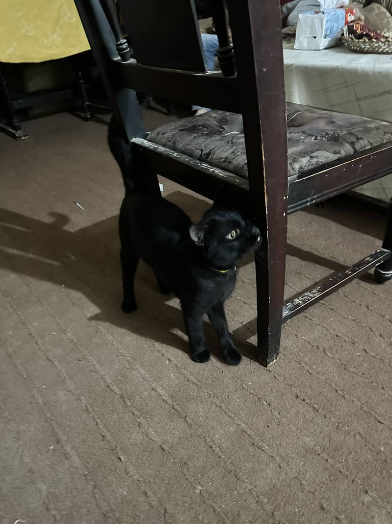 Blacky 2
