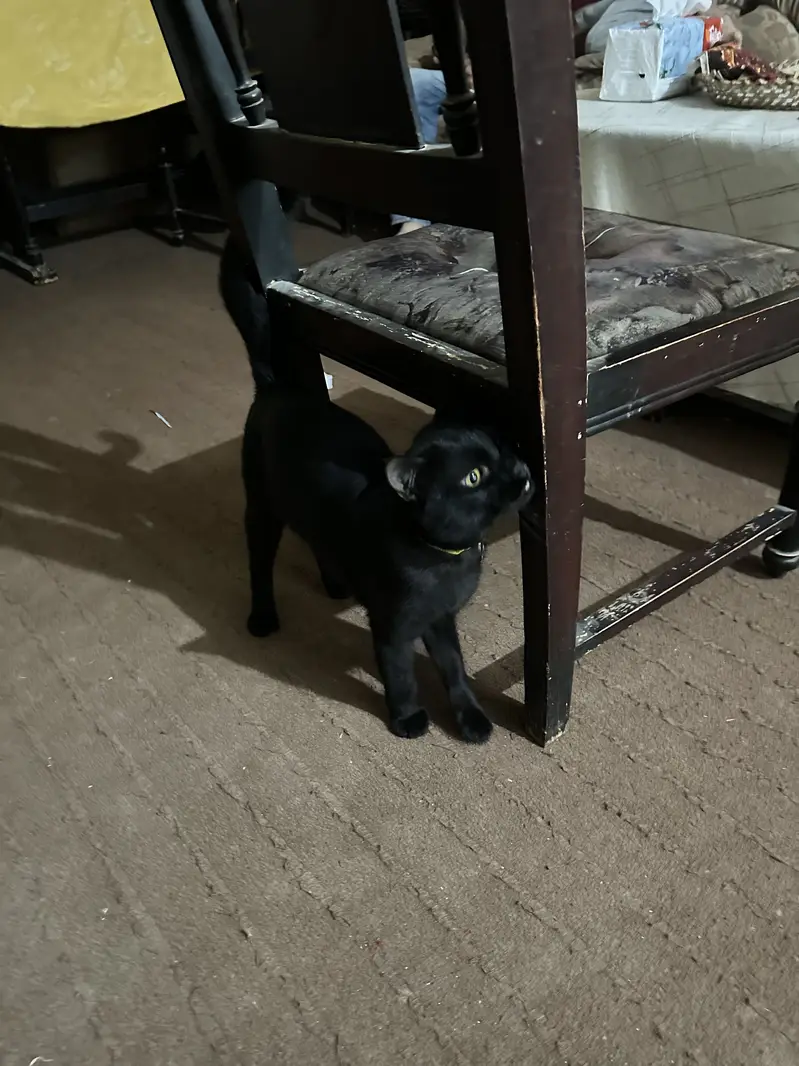 Blacky — photo 3