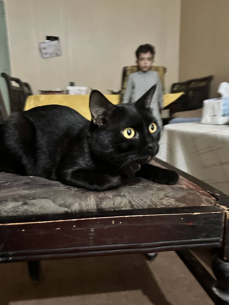 Blacky 3