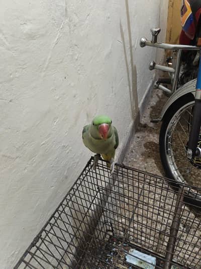 Raw Parrots