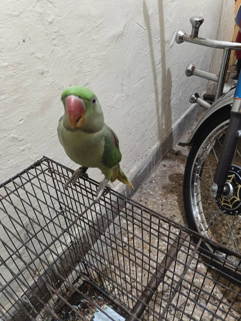 Raw Parrots 1