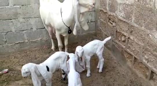 gulabi Bakri for sale O347564426O