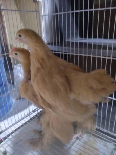 golden buff big size chicks