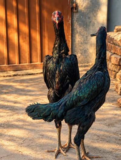German shamo pair black