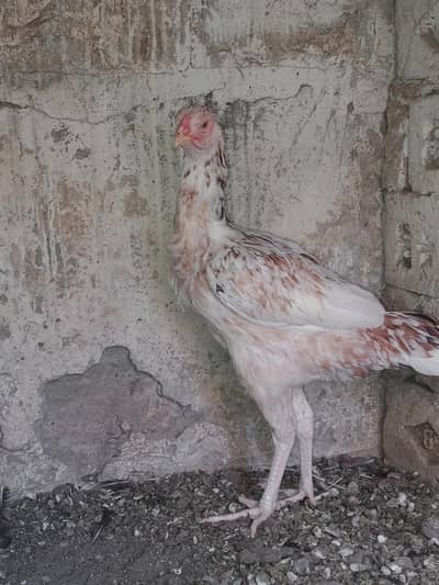 Aseel female young ready for breed