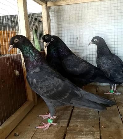 kala taddy top quality birds 1 pic ke price ha