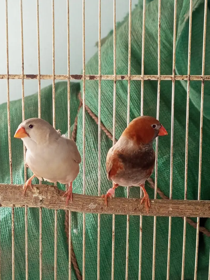 2b male full orange female — photo 2